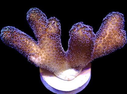 WYSIWYG 11C Stylophora Milka Frag - Large