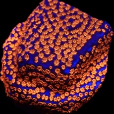 Superman Montipora Frag