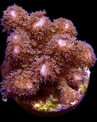 WYSIWYG 11B M.O.C. Purple Pocillopora Frag