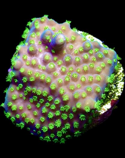 WYSIWYG 12i Bonsai Acropora Frag