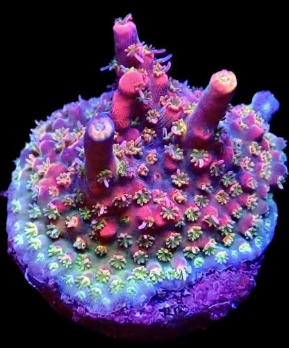 WYSIWYG 13D Chilli Pepper Acropora Frag