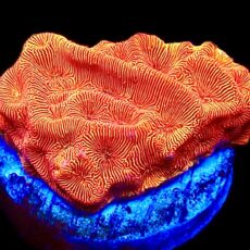 WYSIWYG 7E Sunblast Leptoseris Frag