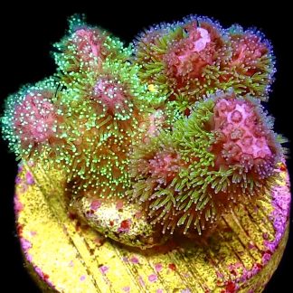 WYSIWYG 19E M.O.C Amethyst Gem Pocillopora Frag