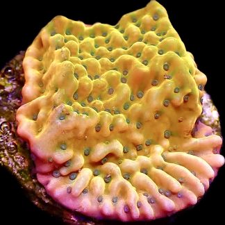 WYSIWYG 18A Kung Pao Montipora Frag