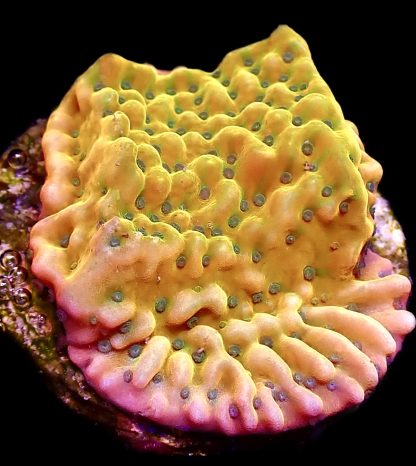 WYSIWYG 18A Kung Pao Montipora Frag