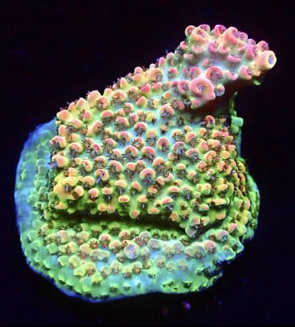 WYSIWYG 18F Bill Murray Acropora Frag