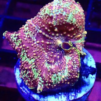 WYSIWYG Mushroom B3