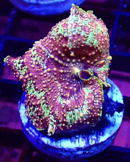 WYSIWYG Mushroom B3