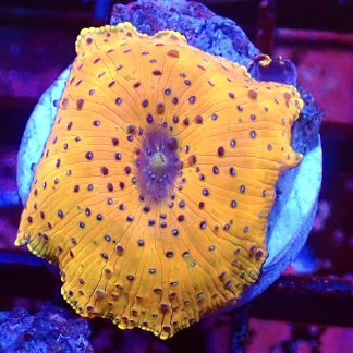 WYSIWYG Mushroom B17