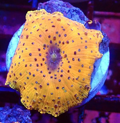 WYSIWYG Mushroom B17