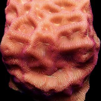 WYSIWYG 23C 24K Gold Leptoseris Frag