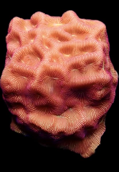 WYSIWYG 23C 24K Gold Leptoseris Frag