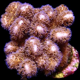 WYSIWYG 9B Golden Rod Pocillopora Frag Large