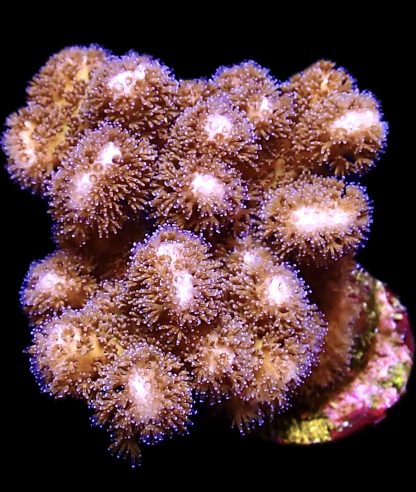 WYSIWYG 9B Golden Rod Pocillopora Frag Large