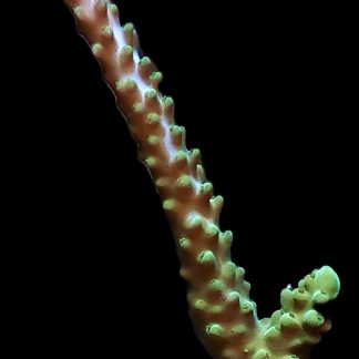 WYSIWYG 19G Turquoise / Blue Tip Staghorn Acropora Frag Large