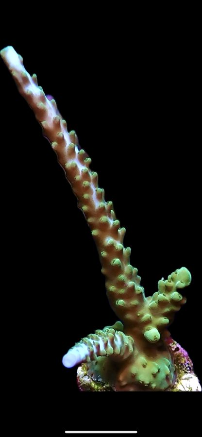 WYSIWYG 19G Turquoise / Blue Tip Staghorn Acropora Frag Large