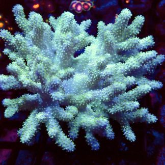 WYSIWYG Neon Finger Leather Soft Coral Colony A1