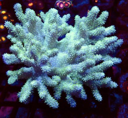 WYSIWYG Neon Finger Leather Soft Coral Colony A1