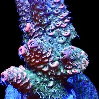 WYSIWYG 20H Rainbow Millepora Frag