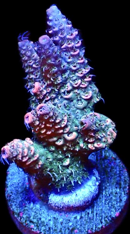WYSIWYG 20H Rainbow Millepora Frag