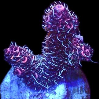 WYSIWYG 23F Hot Fuzz Millepora Frag