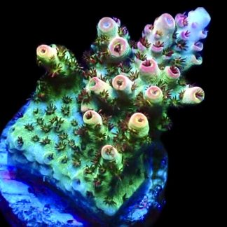 WYSIWYG 23H Bill Murray Acropora Frag