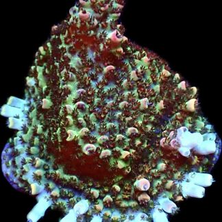 WYSIWYG 18F Bill Murray Acropora Frag Extra Large