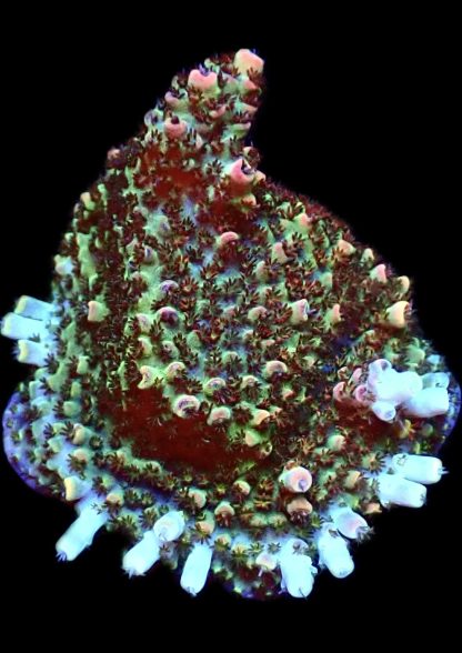 WYSIWYG 18F Bill Murray Acropora Frag Extra Large