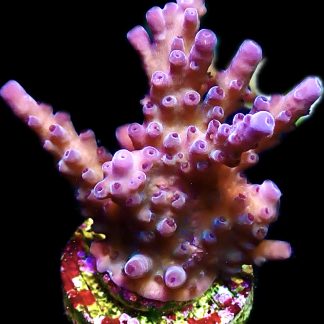 WYSIWYG 20G Cali Tort Acropora Frag Extra Large