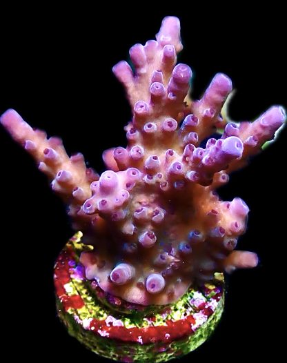 WYSIWYG 20G Cali Tort Acropora Frag Extra Large