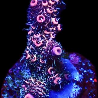WYSIWYG 14H Hot Fuzz Millepora Frag