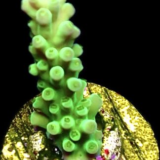 WYSIWYG 17H Staghorn Acropora Frag