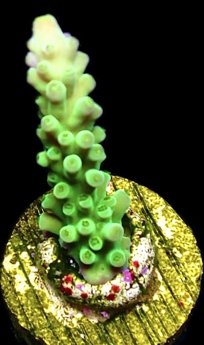 WYSIWYG 17H Staghorn Acropora Frag