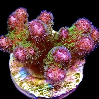 WYSIWYG 12E M.O.C Amethyst Gem Pocillopora Frag