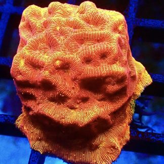 WYSIWYG 23C 24K Gold Leptoseris Frag