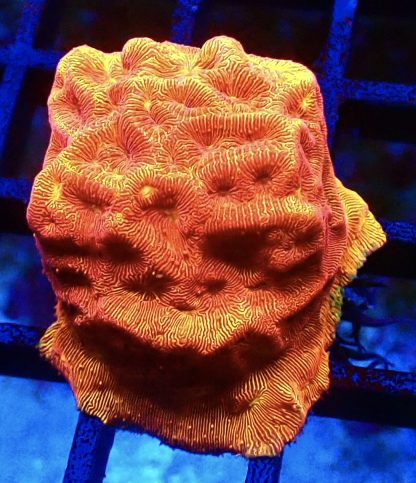 WYSIWYG 23C 24K Gold Leptoseris Frag