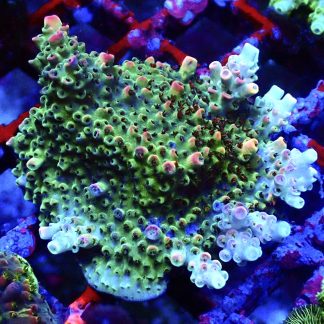 WYSIWYG 18F Bill Murray Acropora Frag Extra Large