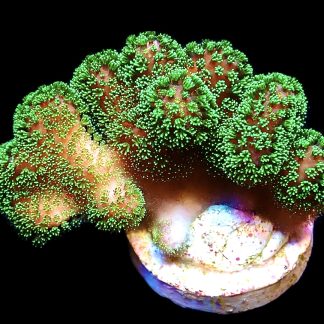 WYSIWYG 15D M.O.C. Emerald Shimmer Stylophora Frag Large