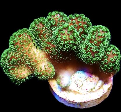 WYSIWYG 15D M.O.C. Emerald Shimmer Stylophora Frag Large