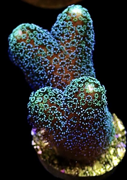 WYSIWYG 18A  Purple & Green Polyped Stylophora Frag