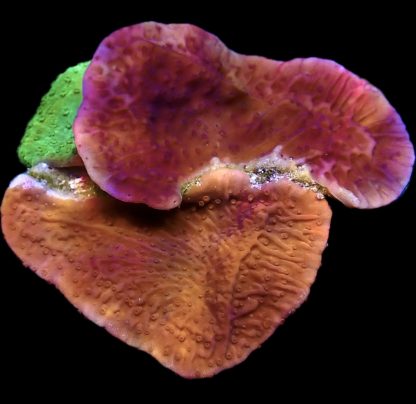 WYSIWYG 16G Multi Colour Montipora Capricornis Medley