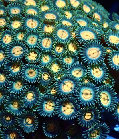 M.O.C Poseidon's Flare Zoanthid 10+ Polyps