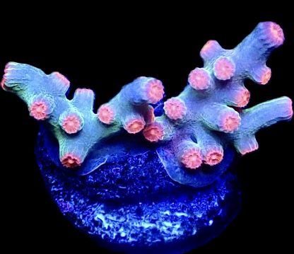 WYSIWYG 11B Pink Branching Cyphastrea Frag