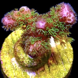WYSIWYG 14A M.O.C Amethyst Gem Pocillopora Frag