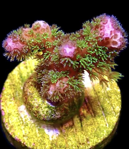 WYSIWYG 14A M.O.C Amethyst Gem Pocillopora Frag