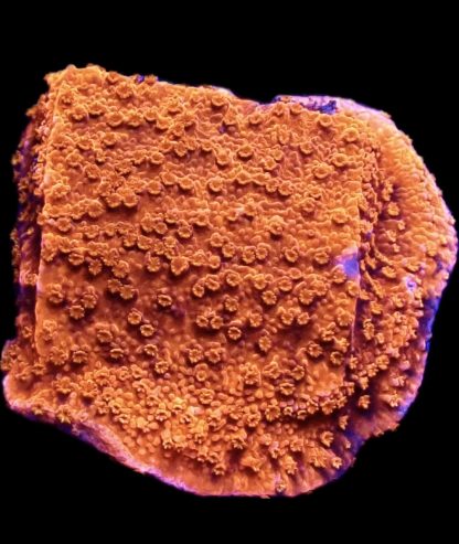 WYSIWYG 19H M.O.C. Sherbet Fizz Montipora Frag