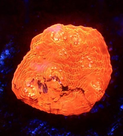 WYSIWYG T2 Bright Orange Chalice Frag