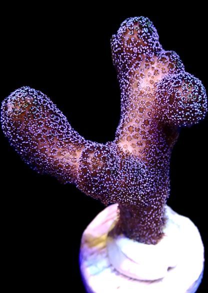 WYSIWYG 8i Purple Stylophora Milka Extra Large Frag