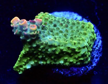 WYSIWYG 18F Bill Murray Acropora Frag