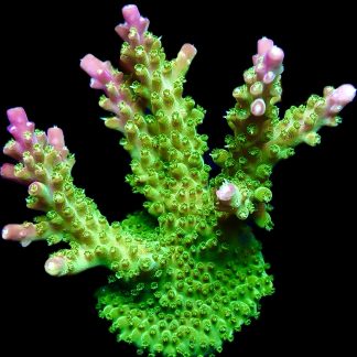 WYSIWYG M6 Rainbow Loom Acropora Extra Large Frag